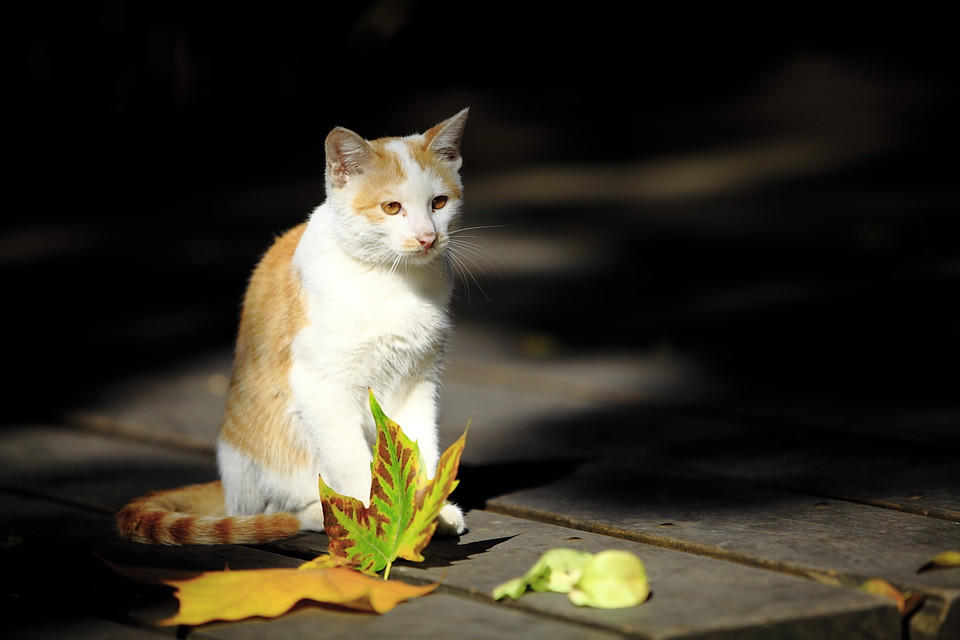 猫不能吃的食物有哪些?十种猫不能吃的常见食物