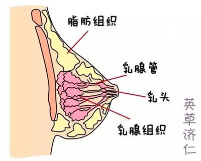 乳腺增生的最初征兆和乳腺增生的类型