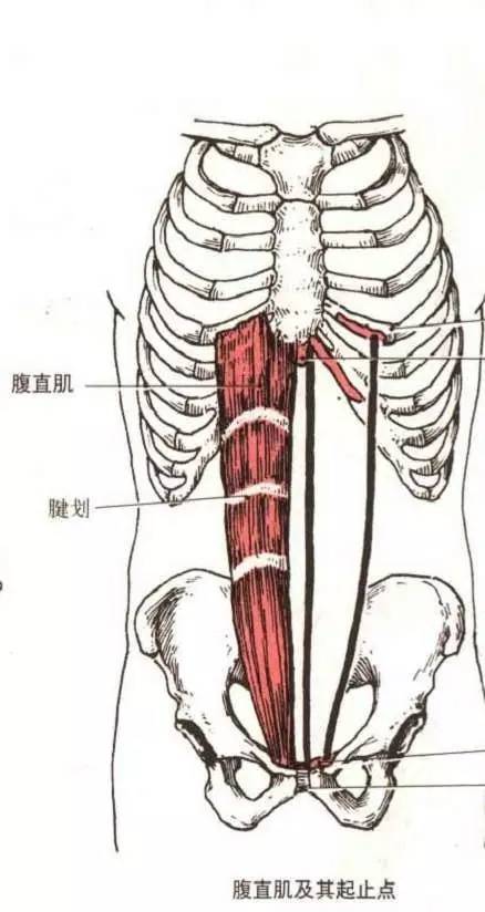 腱划是腹直肌上的结缔组织,把腹直肌分成了几个肌腹.
