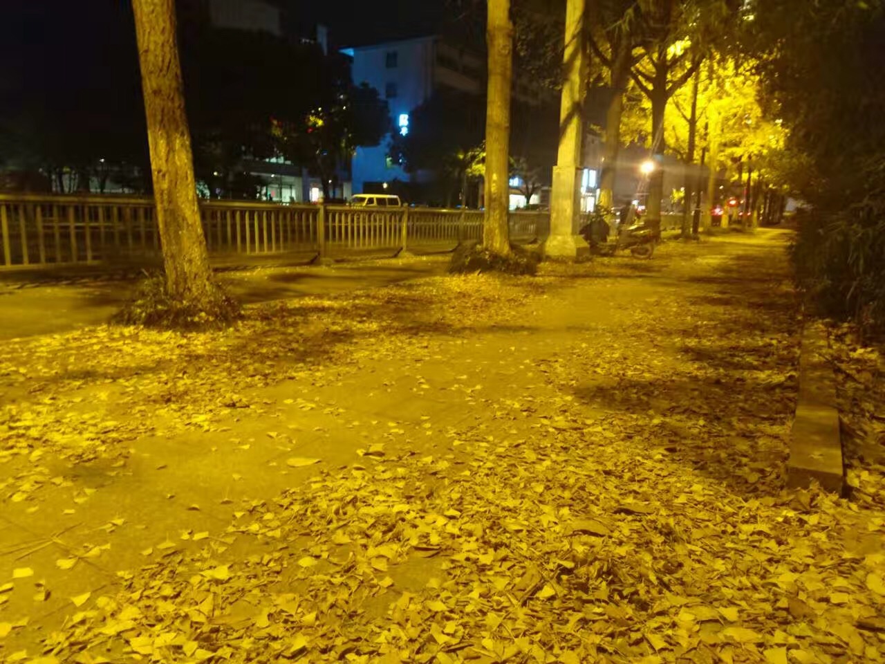 夜晚灯光下的落叶格外美