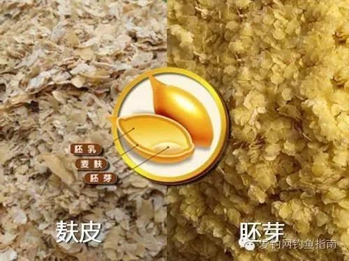 细说小麦胚芽与麸皮类饵料的特点与应用思路