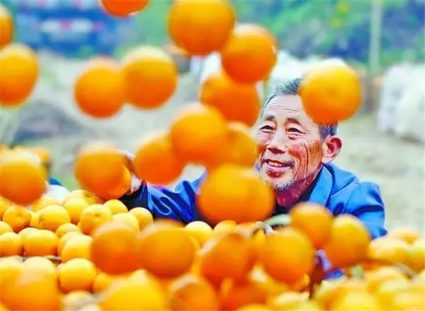 关于宜昌橘子、柑子、橙子,你不得不知的故事