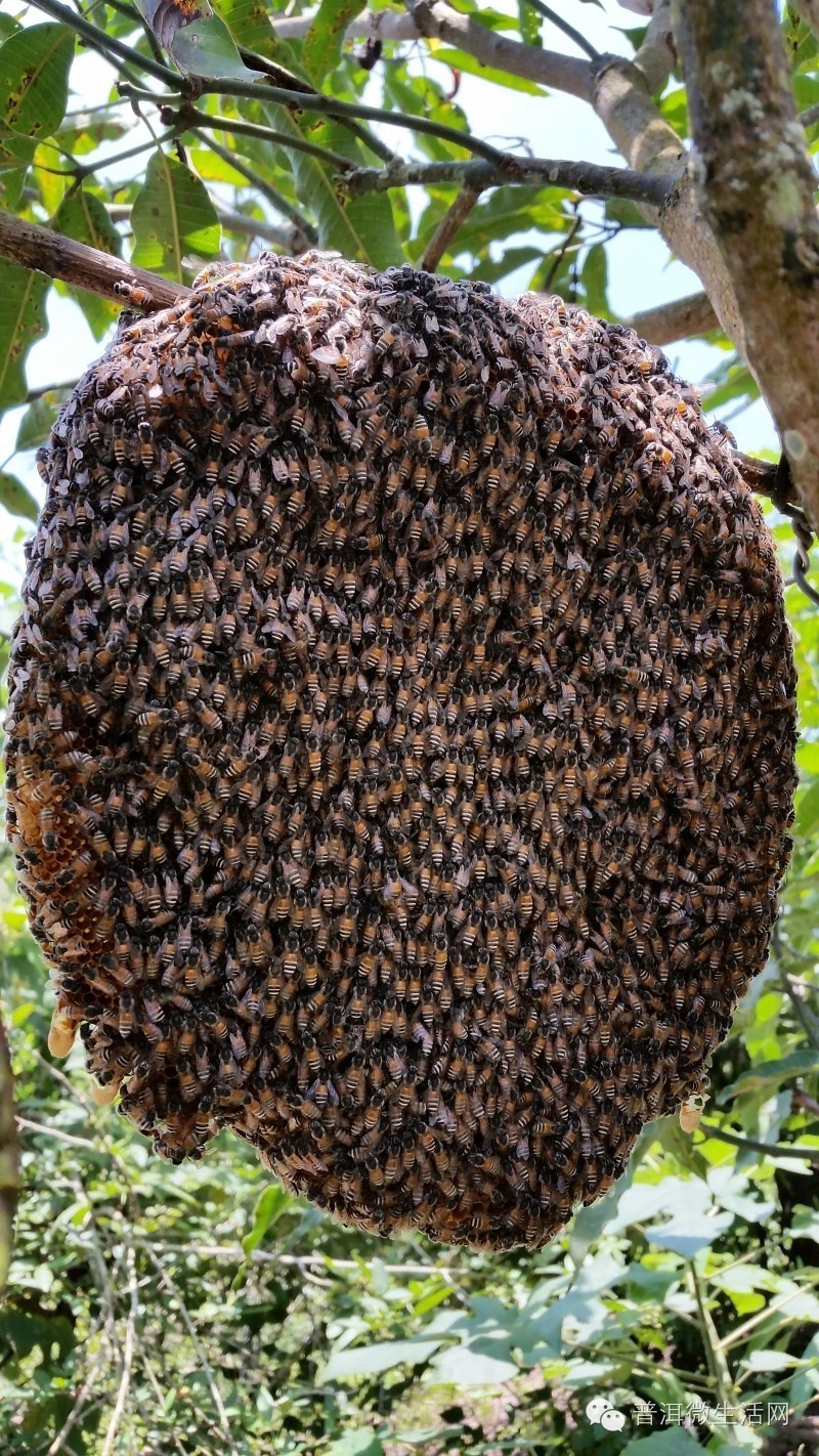 进入十一月份后,天气渐凉,大黑蜂,黄蜂也逐步衰弱,新出生的蜂王忙着