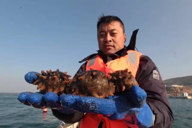 今天大连的野生海参熟了,獐子岛大雪采捕比查干湖还土豪!(多图)