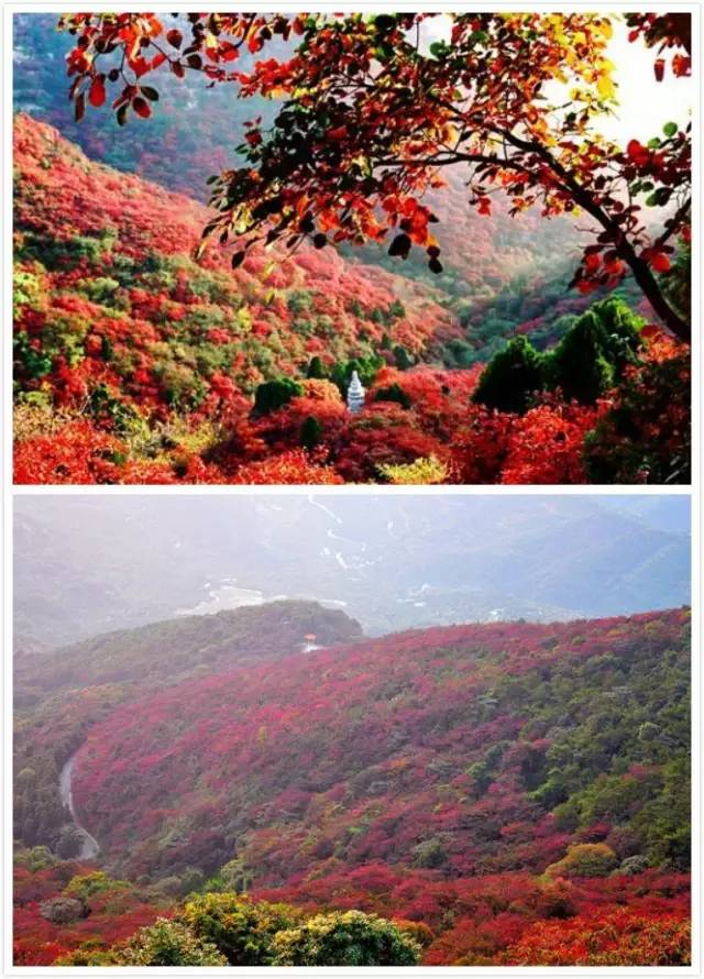 从化石门红叶观赏节开幕啦!满山红叶渐红,处处都是惊艳的美景!