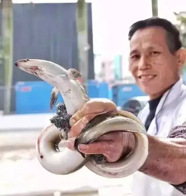 不时不鲜不作吃 | 初冬风鳝黄金鳗,细滑鲜美疍家味