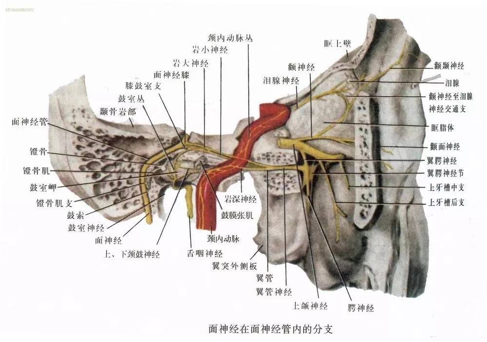 但是,面神经还有个重要的特点,它从大脑发出后,需要经过一根狭窄的,没