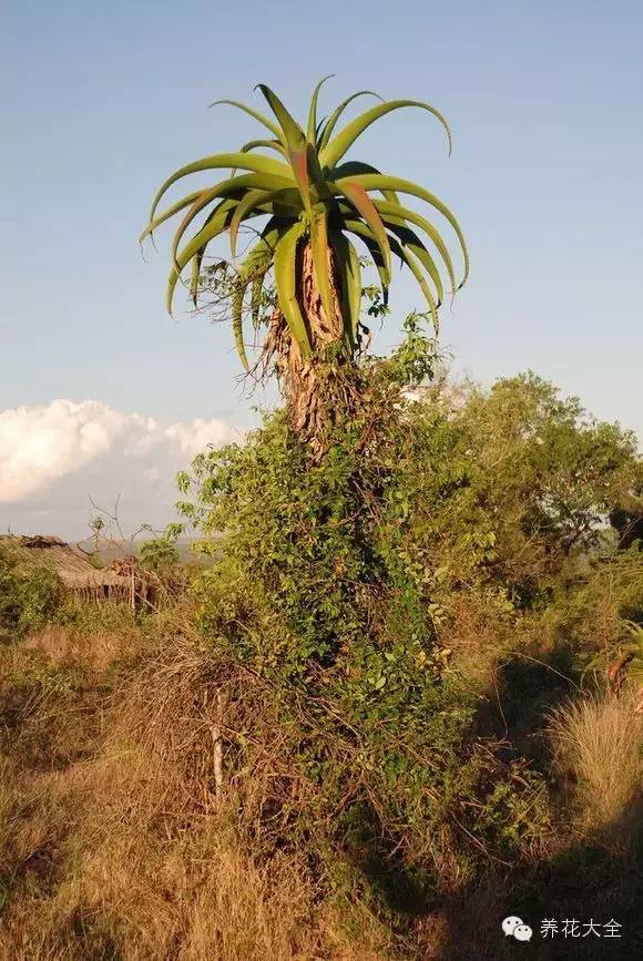 天了噜,10米高的芦荟你见过吗?