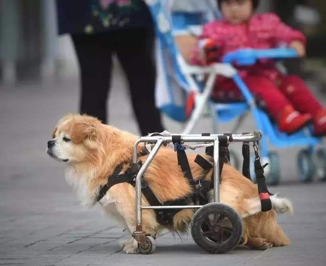 重庆街头"狗坚强 半身残废靠轮椅行走