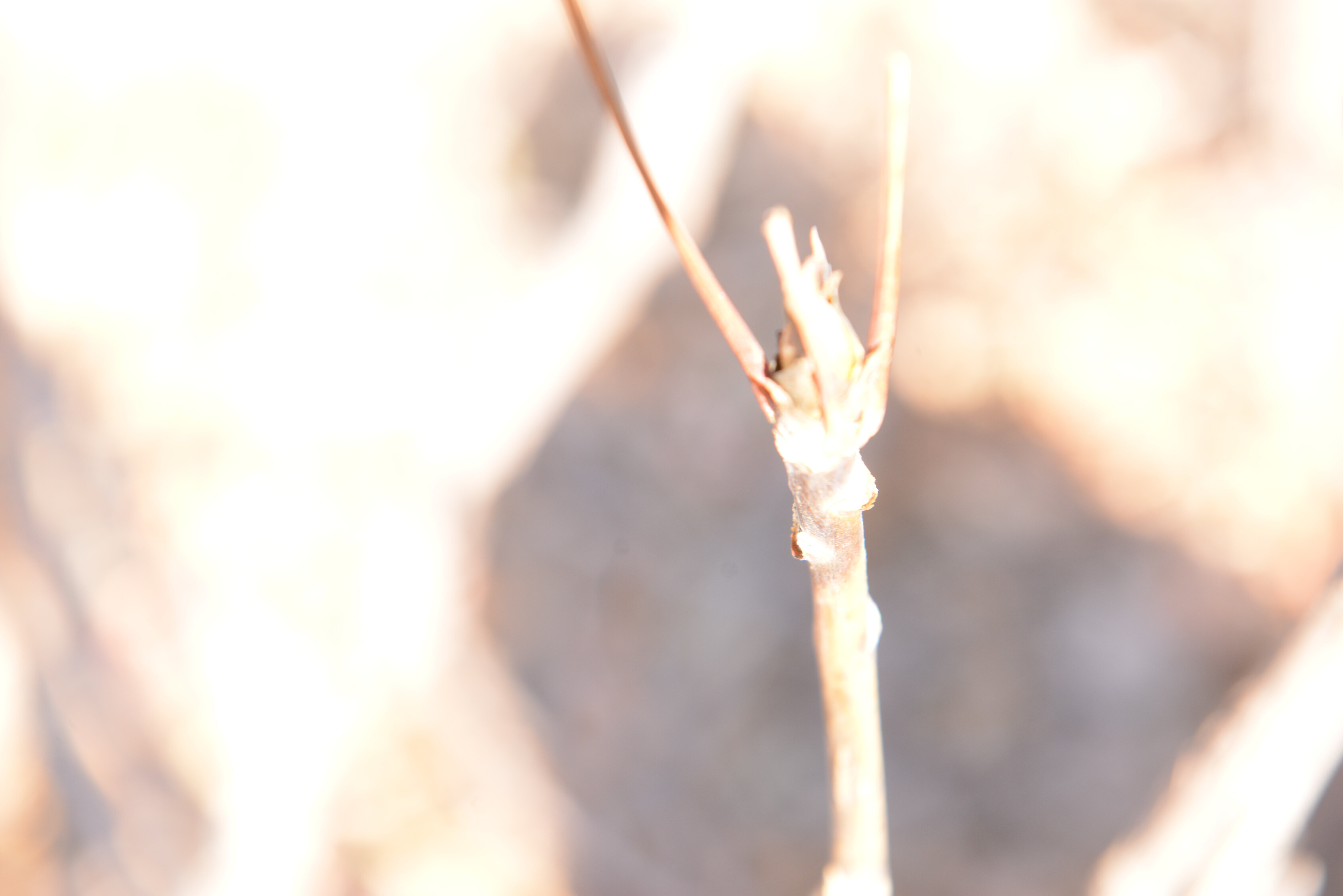 与形成花叶的花芽相对应,所以无论顶芽和腋芽,定芽和不定芽,即不从茎