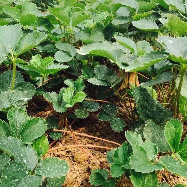 真正的有机草莓种植过程是从育苗开始滴.