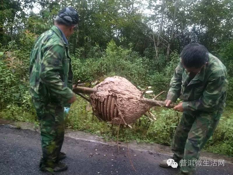 进入十一月份后,天气渐凉,大黑蜂,黄蜂也逐步衰弱,新出生的蜂王忙着