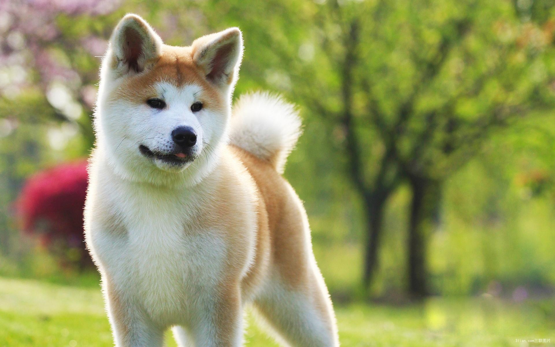 日本秋田犬