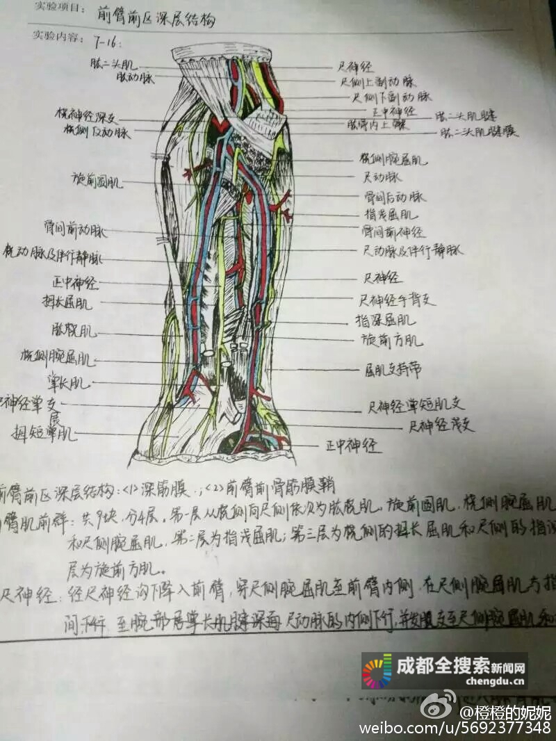 成都医学院大二女生手绘解剖图走红网络