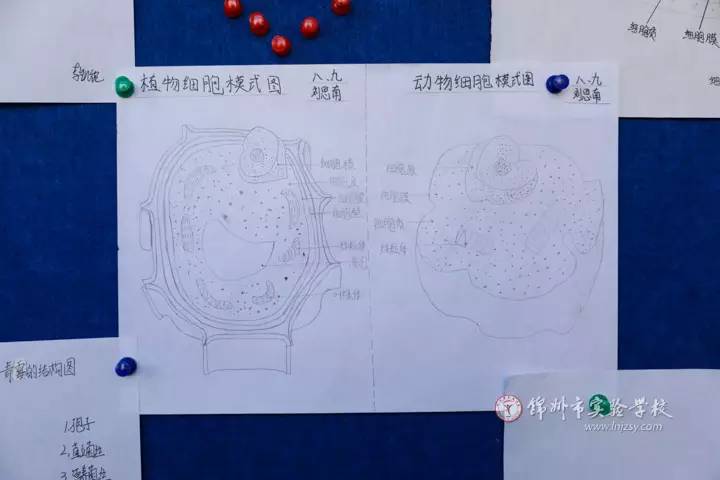 八年级生物绘图大赛学生作品展(二)