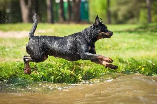 大型犬的大智慧,总有一款适合你|宠爱知识