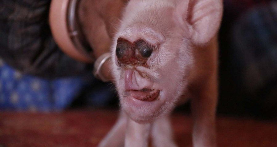 仔细观察发现,这只长相怪异的小猪鼻子长长的,向上一直翻卷到眼睛的