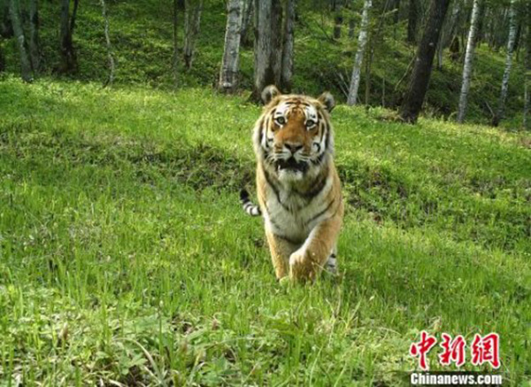 黑龙江今年5次监测到东北虎活动影像 创最高纪