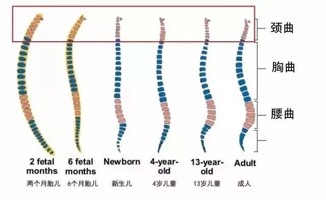 成年人的脊柱有4个弯曲的部位,呈双s形状,在颈部那个生理弯曲叫做颈