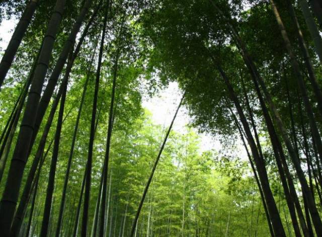 老厂竹海风景区