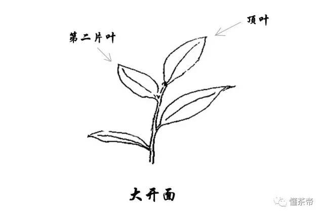 不知嫩叶谁裁出图解茶叶开面采摘全状况