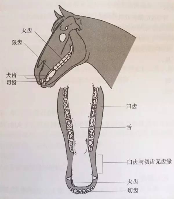 皇马对葡萄牙体育录像回放：捕捉每一刻的激动人心的时刻