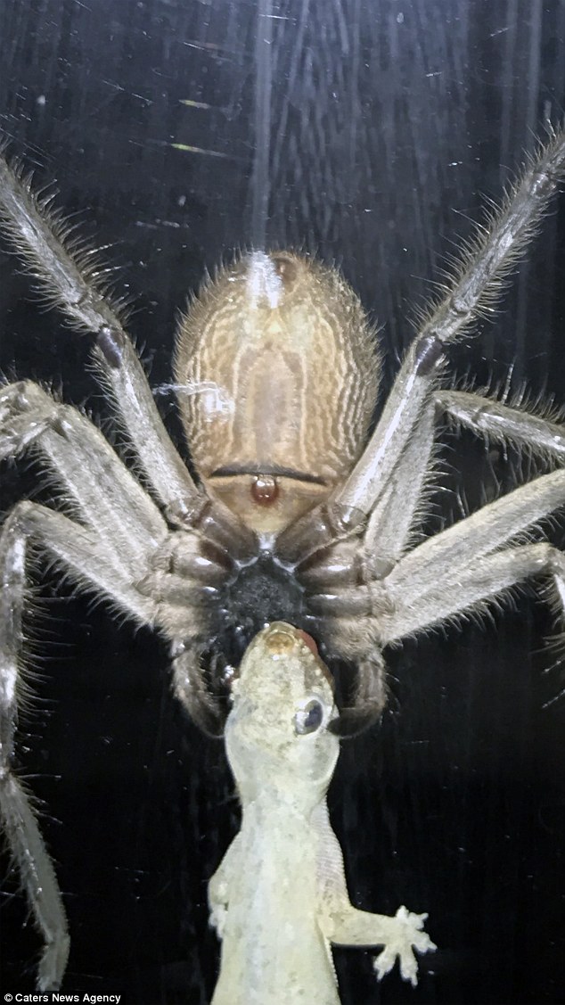 跟盘子一样大的巨型蜘蛛捕食猎物,吃得超级开心!