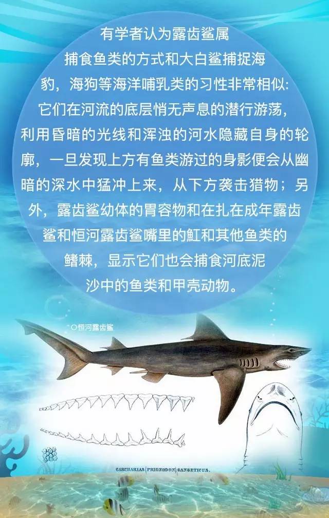 探秘淡水鲨鱼二比大熊猫还稀少的露齿鲨