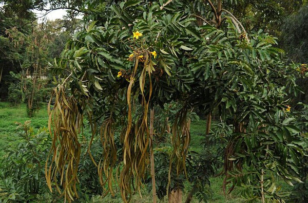 2.大果巴豆 croton megalocarpus 大戟科.
