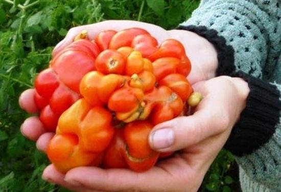 日本福岛核辐射境内发现变异的植物,西红柿,香菇