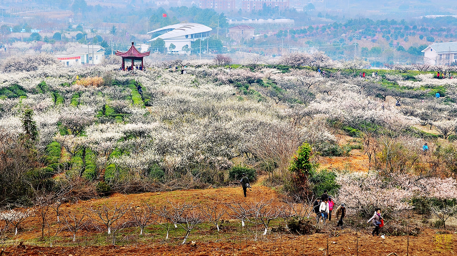 每年一届"南京溧水国际梅花节"和"傅家边采果节"的成功举办,加快了