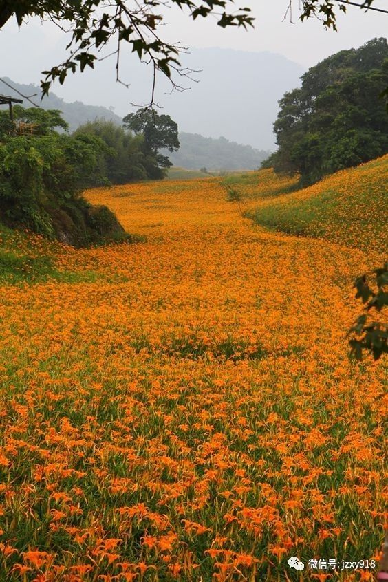 野地里的百合花,满山遍野都是,你能看得完么?