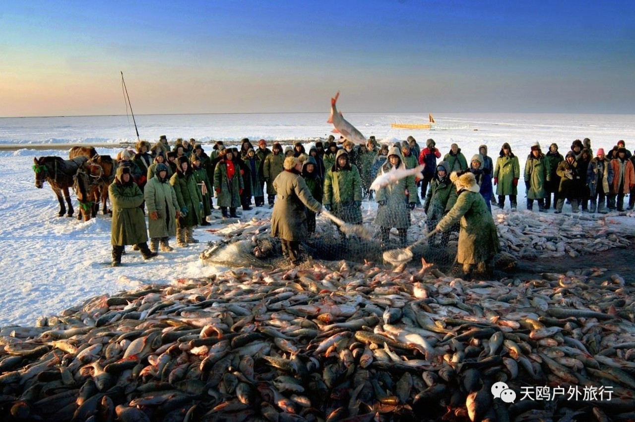 查干湖冬捕,即查干湖冬季冰雪捕鱼(或称渔猎),是一种传统的渔业生产