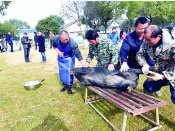 厉害了word猪武汉下乡杀猪宰羊都玩起众筹啦