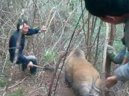 野猪常在农村田地里出没被村民抓住后