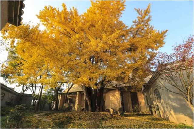 美哭了!全上海这8株超1000岁的古银杏树,松江就占了3株!