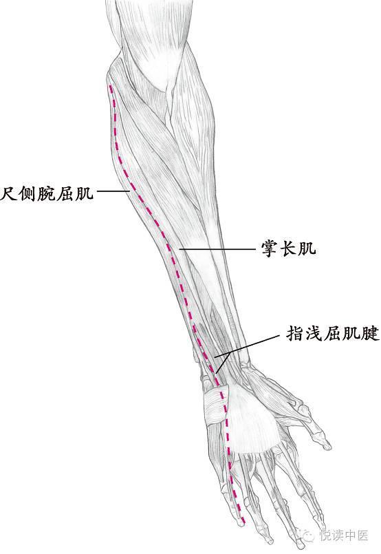 (前臂部)沿尺侧腕屈肌与掌长肌,指浅