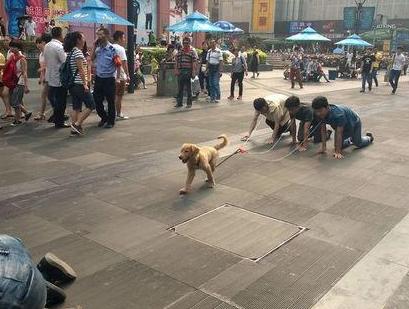 搞笑图:以前人遛狗,现在狗溜人