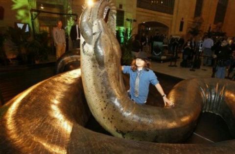 身长约12米且重达一吨,很像我们所认知的巨型大蟒蛇,但是它是一种相当