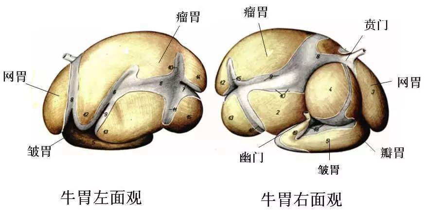 牛四个胃的平面示意图! ▼