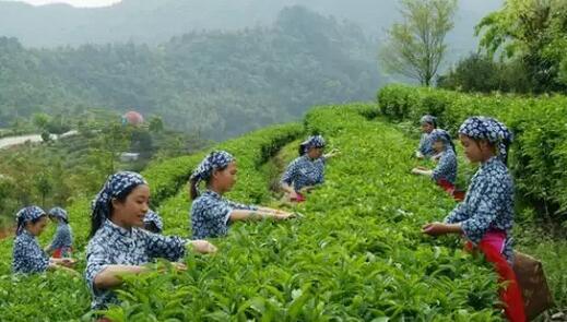 先是一人干唱,无伴奏,后来发展成为以竹击节,一唱众和的"十二月采茶歌