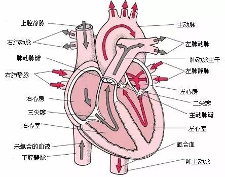 所以,心脏中的血液流动的方向是:心房→心室→动脉.