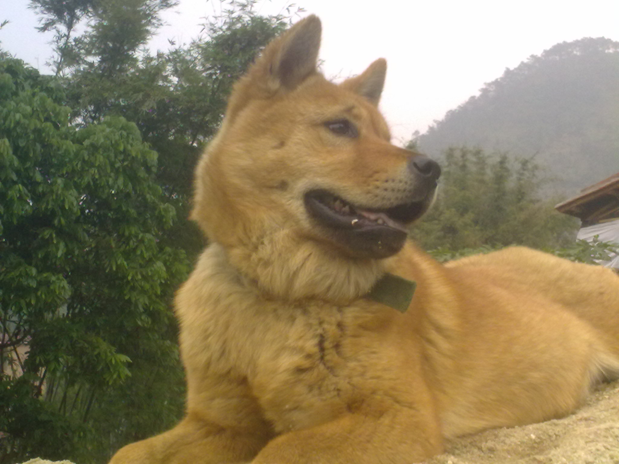 中华田园犬的定义是中国大陆的本地土生的,没有针对外观进行人工