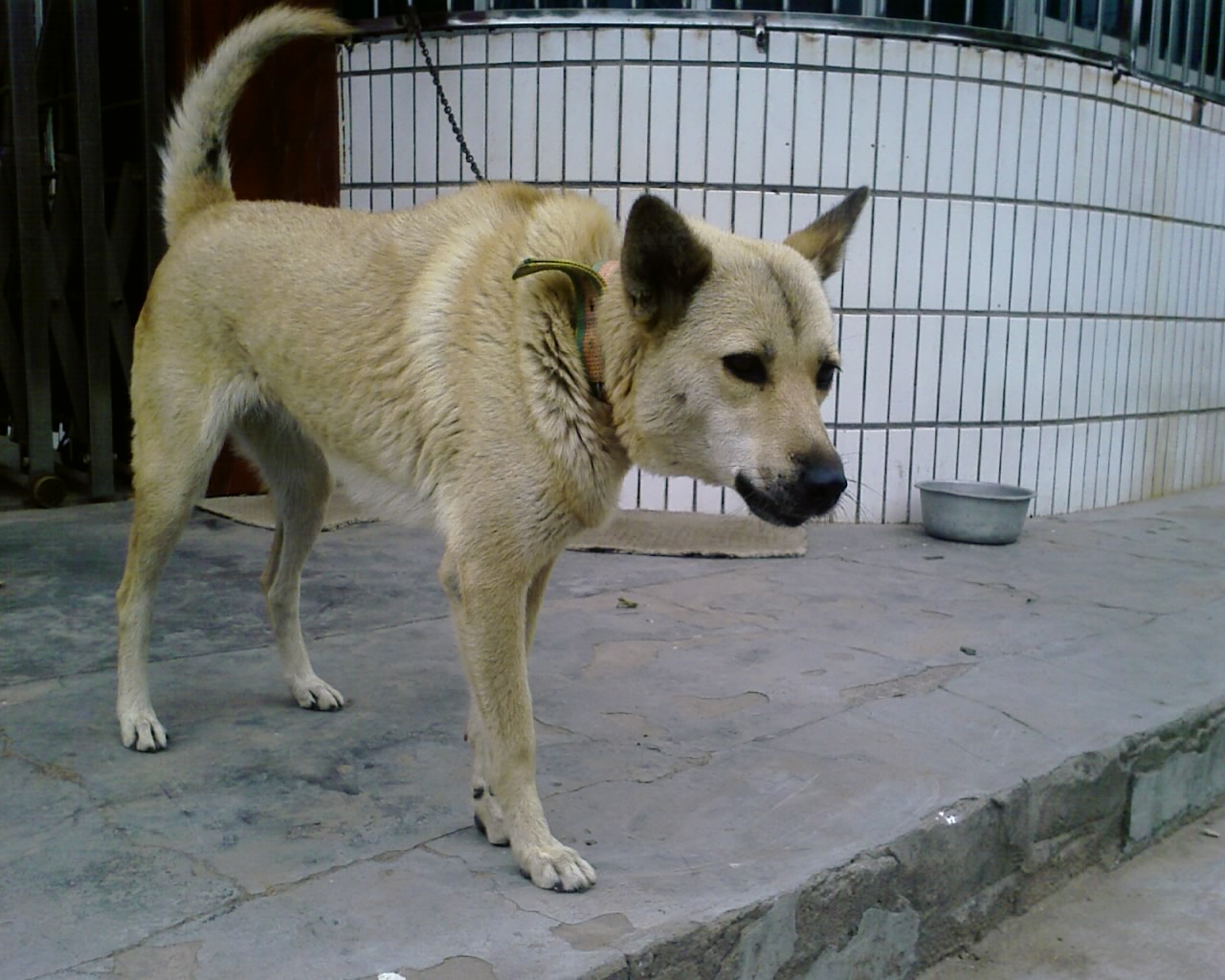 中华田园犬为什么默默无名