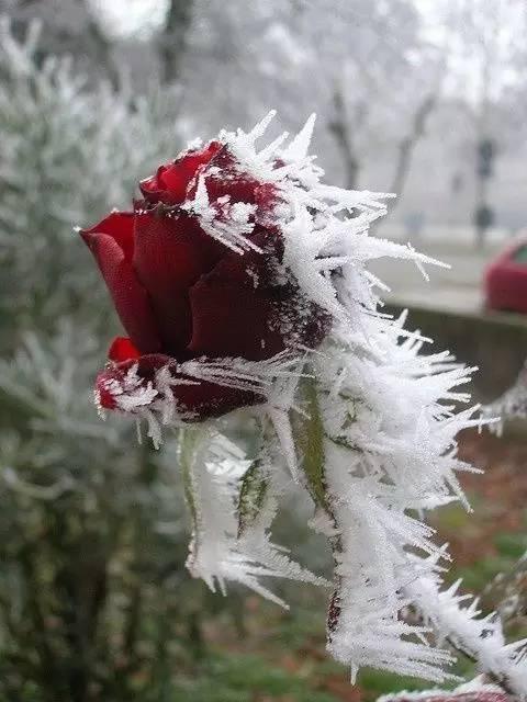 冰雪玫瑰,美到心醉,摘下一朵送给你的爱人