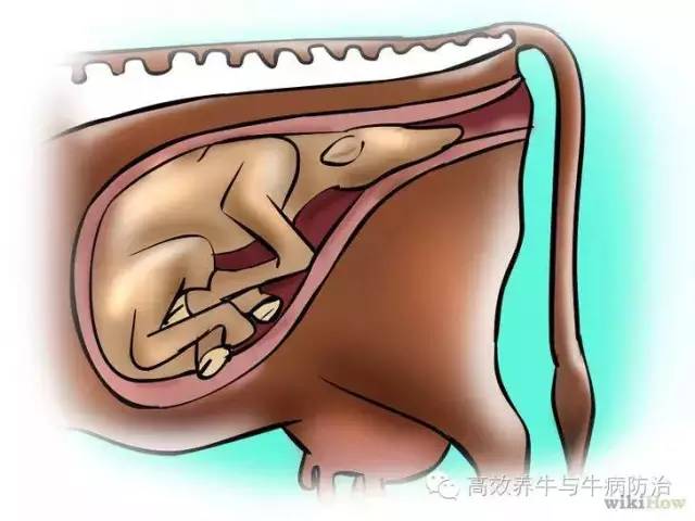 而另一种由pgf2α生产的糖蛋白—耻骨松弛激素,将会促进子宫颈结缔