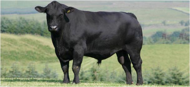 澳洲安格斯黑牛