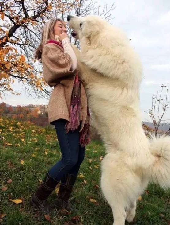 大白熊犬,真正暖心的大白.