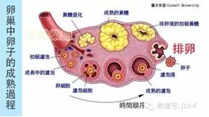 (图:卵巢中卵泡发育过程)