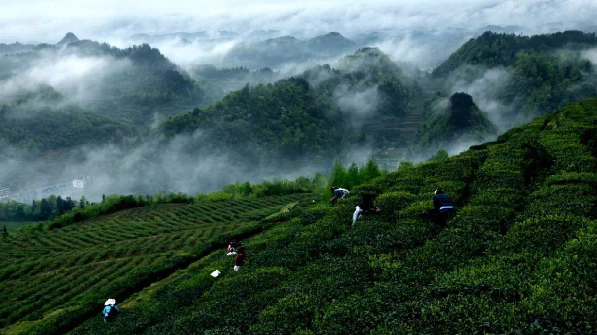 一,湄潭永兴茶海